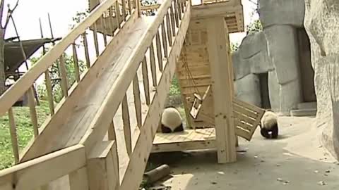 Cute pandas playing on the slide