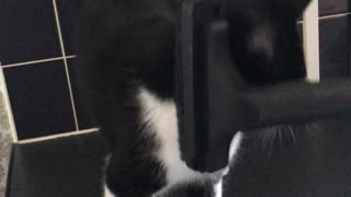 Cat Enjoy's Getting Vacuumed