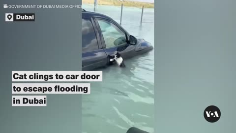 Cat clings to car door to escape flooding in Dubai | VOA News