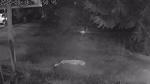 Elephant Charges Man With a Flashlight