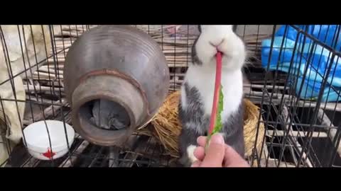 Bunny eats carrot sticks