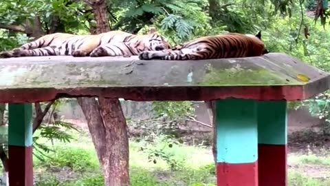tiger in forest short video #tiger #viral #viralvideo #viralshorts #shorts #shortvideo