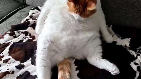 Cat sits like human,washing himself