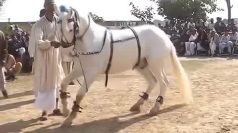 Beautiful Horse Dancing