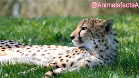 चीते के बारे में चौकाने वाले तथ्य हिन्दी में Leopard Facts