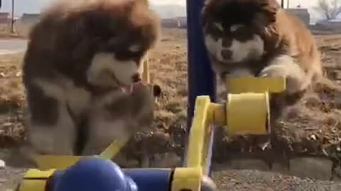 Cute dogs swing funny video