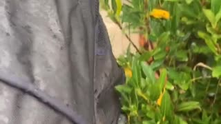 Cat in Stroller Playing with Bushes Regardless of Rain