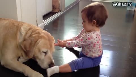 A Big Dogs Playing With Babies Very Funny