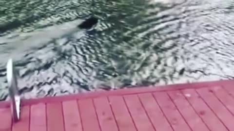 Dog almost drowns trying to save owner