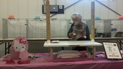 Siberian cat at the TICA cat show in Brighton,