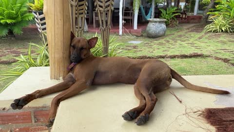 Rex taking a rest , Dogs look very beautiful when they are peaceful