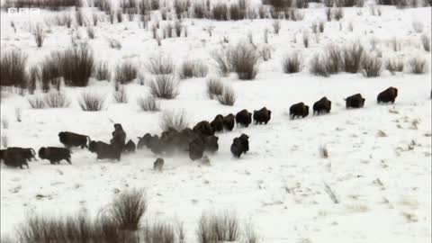 Wolf Pack Hunts Buffalo Herd _ BBC Earth