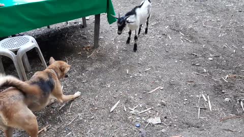 dog goat wrestling match