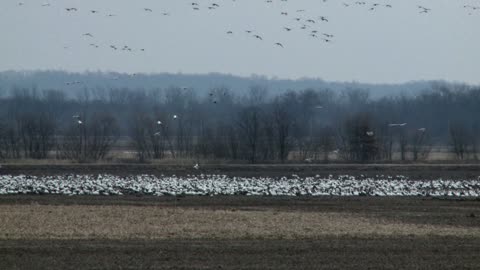 Snow Geese Migration - Through The Clouds