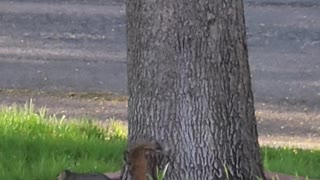 Squirrel Turf War