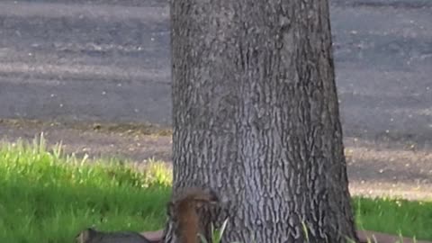 Squirrel Turf War