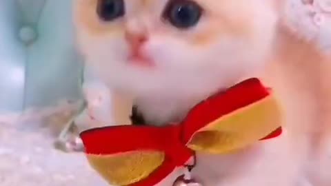 Baby funny cats Videos