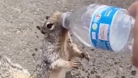 A man help thirsty squirrel that ask drink water from bottle