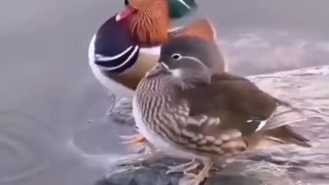 bird Take a bath