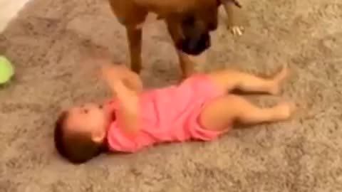 Funny dogs Take care Baby Fail