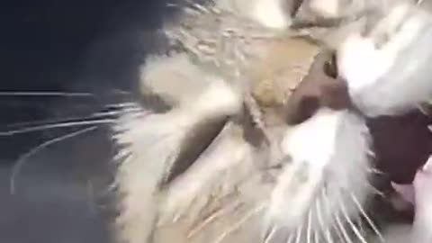 Video lesson on how to calm a ferocious predator