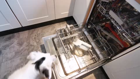Clever Doggy Learns to Load Dishwasher