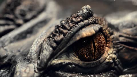 alligator's eye. Close-up of a live alligator's eye. crocodile, caiman. Dinosaur monster