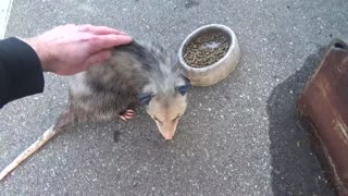 Shop Possum