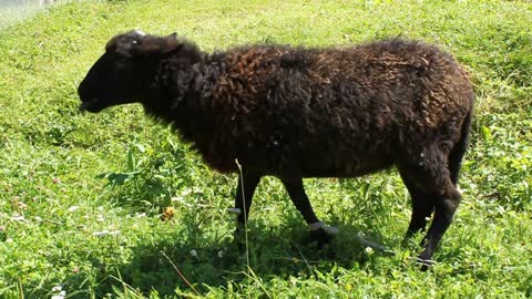 Black sheep on green grass