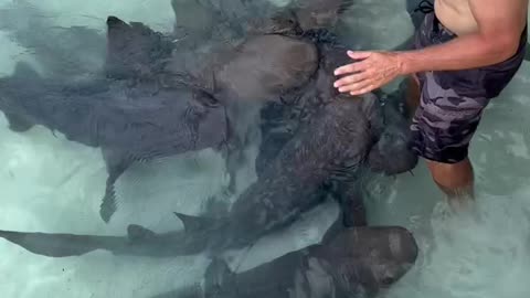 Instructor Talks to Nurse Sharks