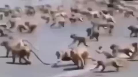 Monkey vs dogs funny videos