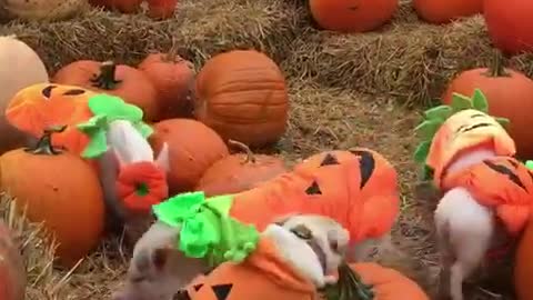 Piglet Pumpkin Patch