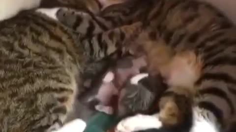 Mira la forma de este gato mama y gato papá aman sus gatitos