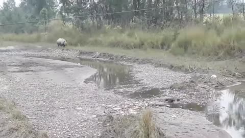 Rhino chasing a man to death