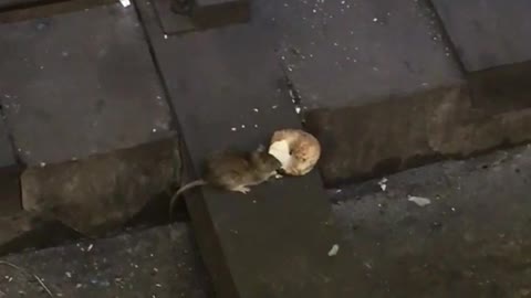 Rat eating bagel subway rail tracks