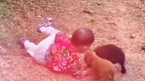 Funny dog 🐕🐕 animal video