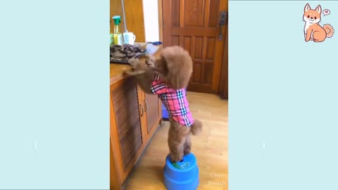 How To Train a Dog #Shorts