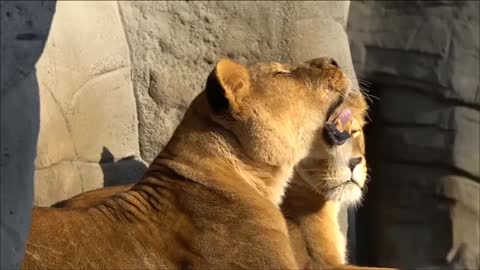 Lion Animals Video