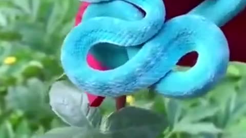 Blue Viper Baby Snake found on the Red Rose