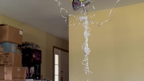 Dog attacking balloons