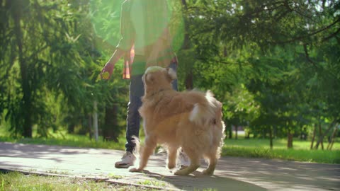 Boy Playing With His Dog 4k