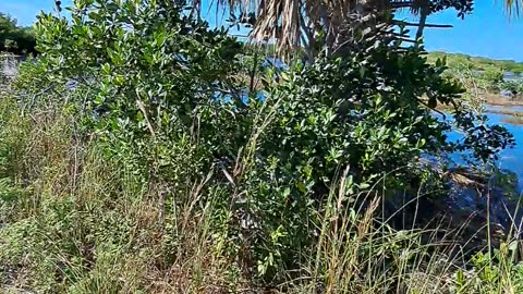 Spot the alligator and anhinga and the pelican catch a fish. 1/5/24 Florida