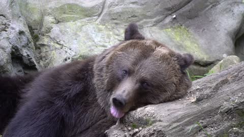 Close Sign of Brown Bear Yawning And Resting