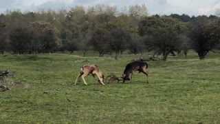 Two Fallow Deer Fighting for a Female
