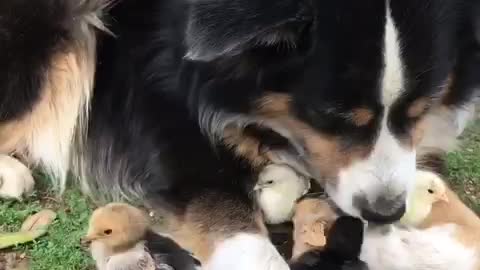 Farm dog preciously looks over new batch of baby chicks