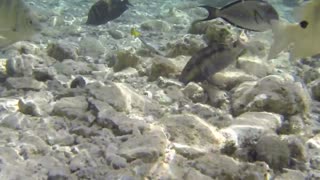 Red sea Fish making Rotations