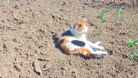 A cute cat is resting on the sand