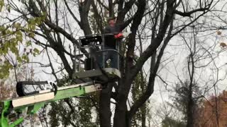 Tree cutting