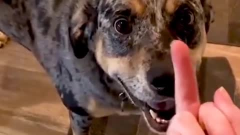 Funny Dogs - You Will Laugh In 10 Seconds