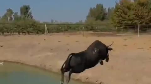Latest version of the year|Jumping cattle | Interesting pet dogs and cats